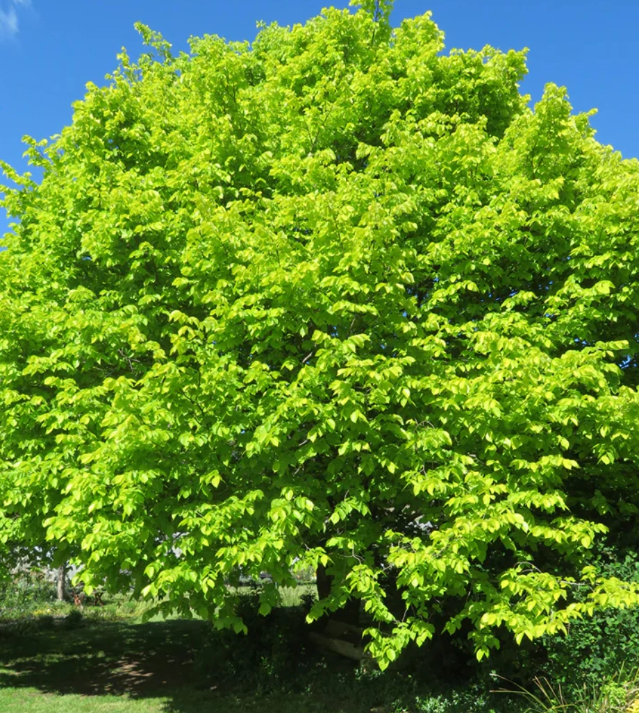 Ulmus Glabra - Lutescens Golden Elm.jpg