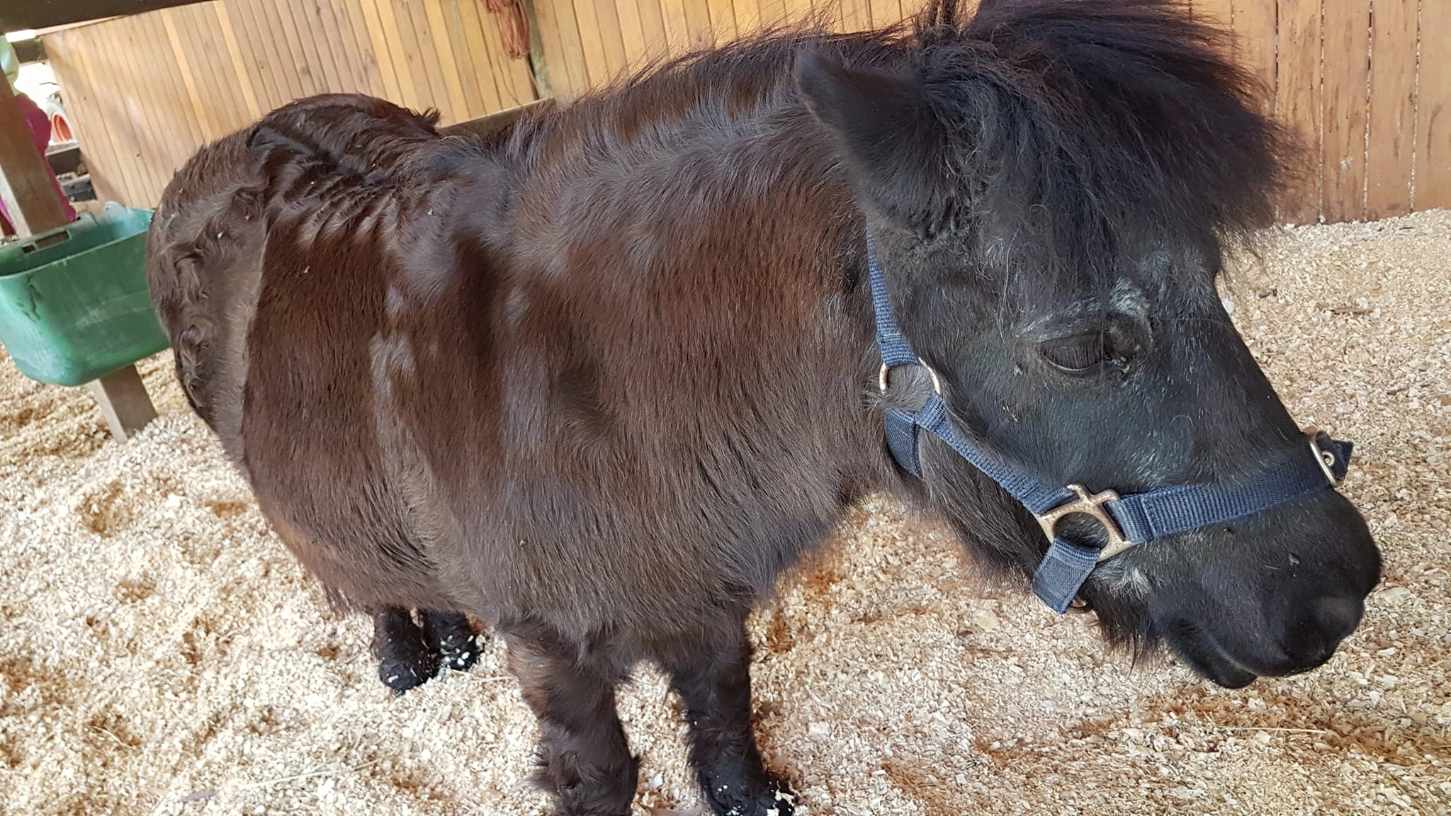 pony.jpg