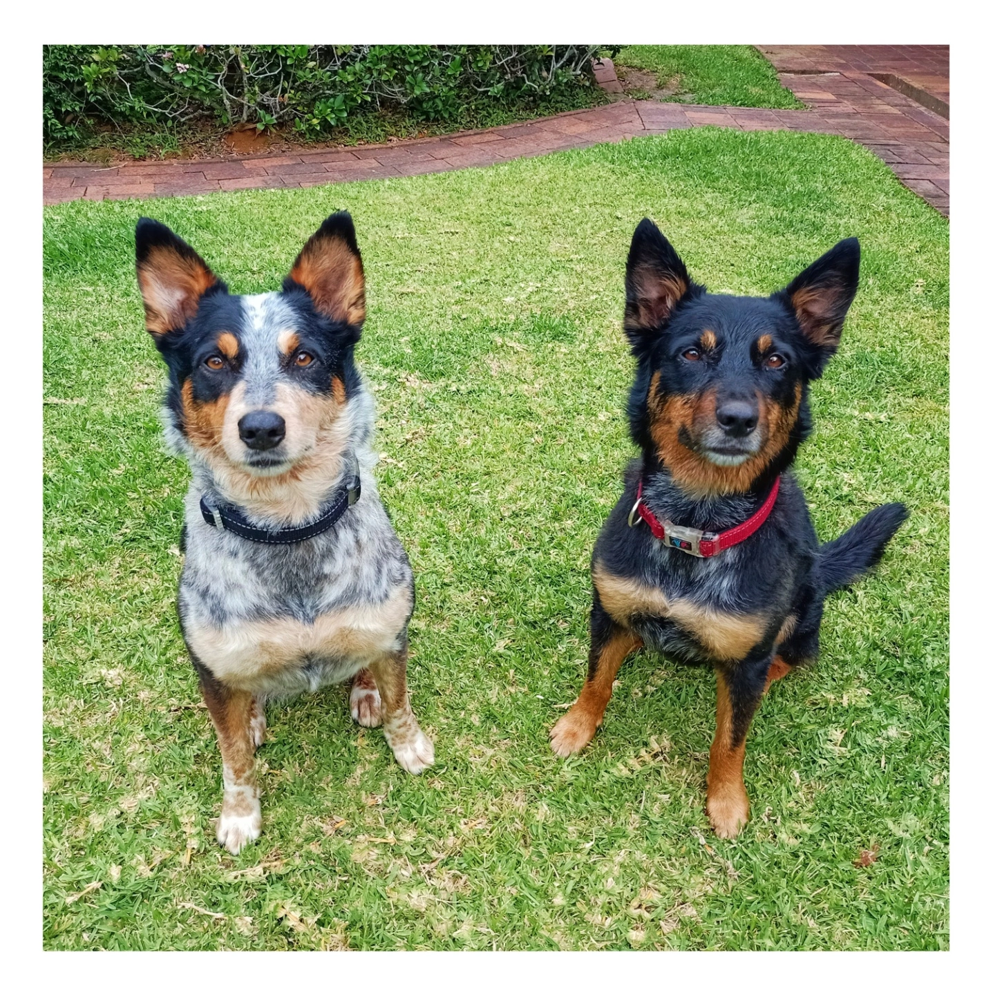 20230421 Cookie & Daisy.jpg