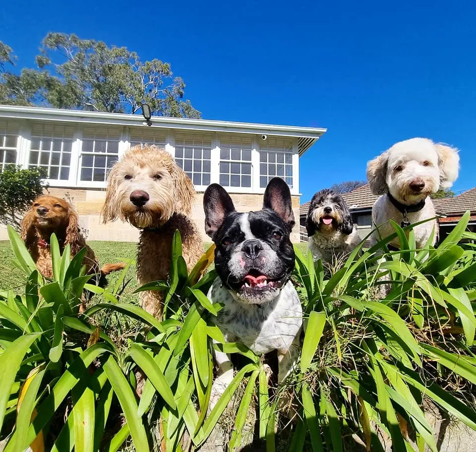 Floss McKinlay week 1 winner of CPDL Happy Dog Photo comp.jpg