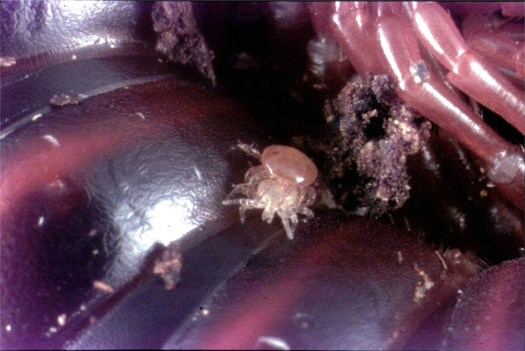 millipede mites.jpg