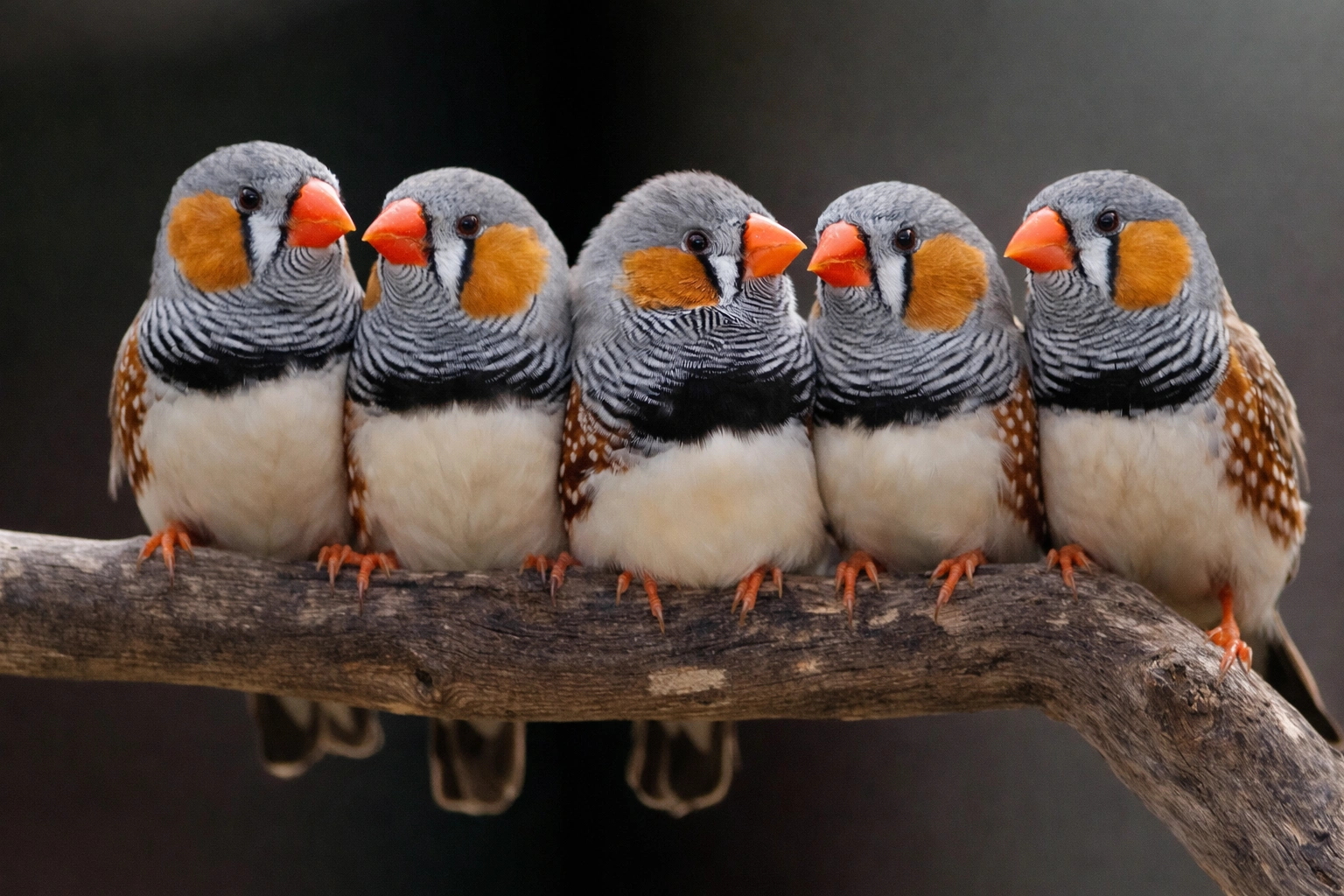 ChatGPT Image Feb 17, 2026, 03_25_49 PM.png