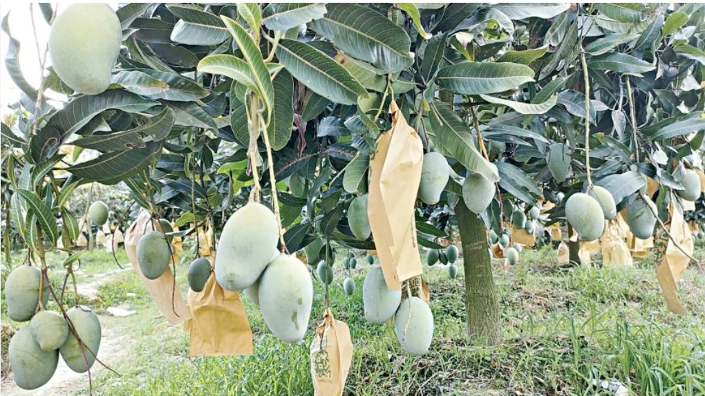 mango.jpg