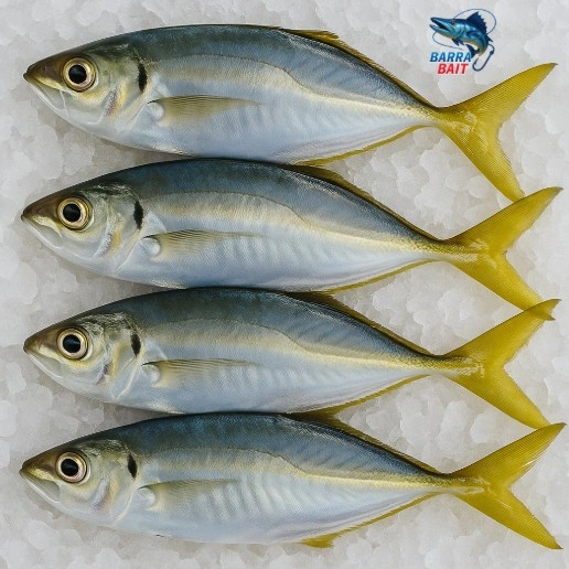 YellowTail.jpg