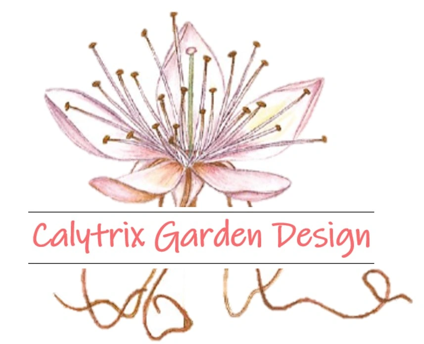 Calytrix Garden Design