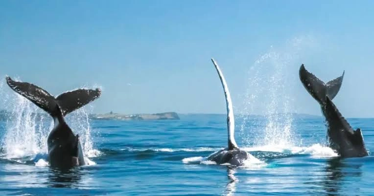 BYRON BAY WINTER MIGRATION MANIFEST ALLOCATION TIER: $14,850.00