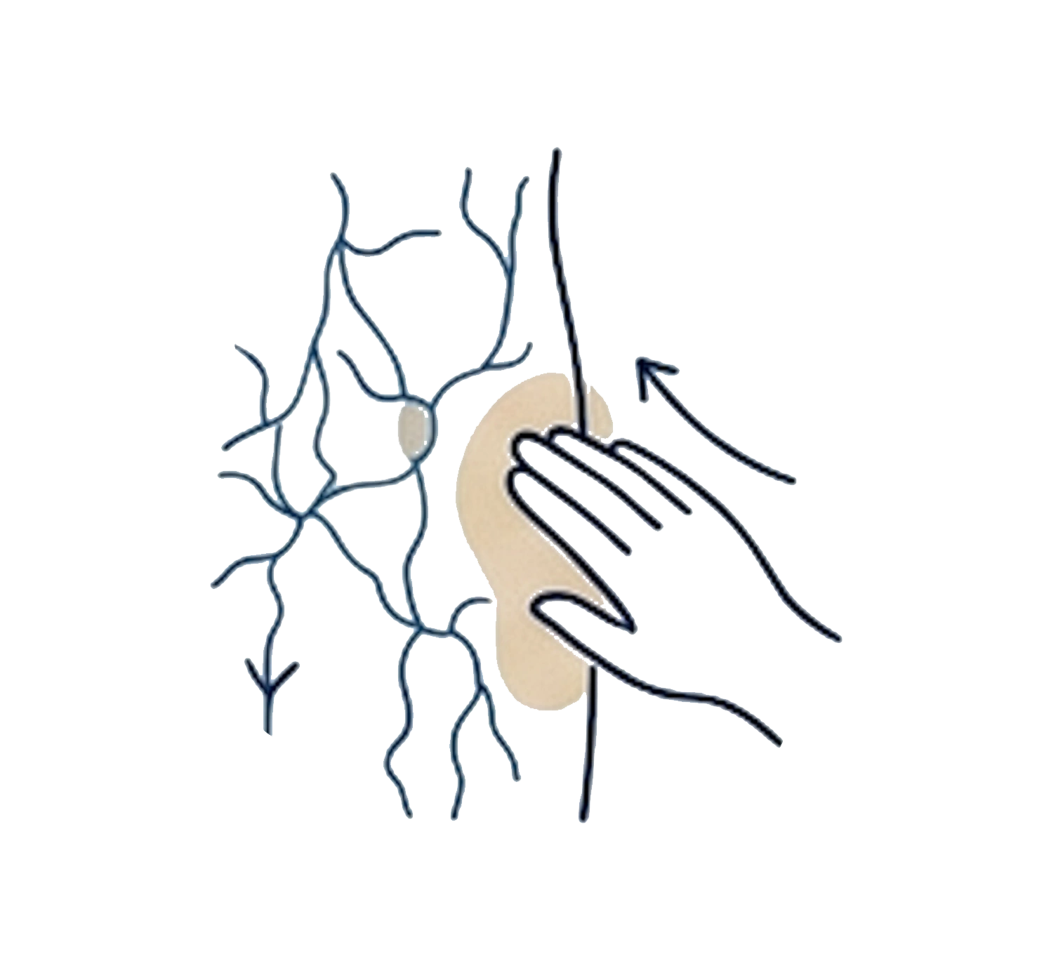 Lymphatic Drainage NoBG.png
