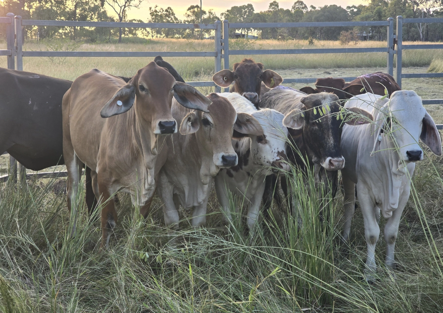 Heifers on arrival_page-0001.jpg