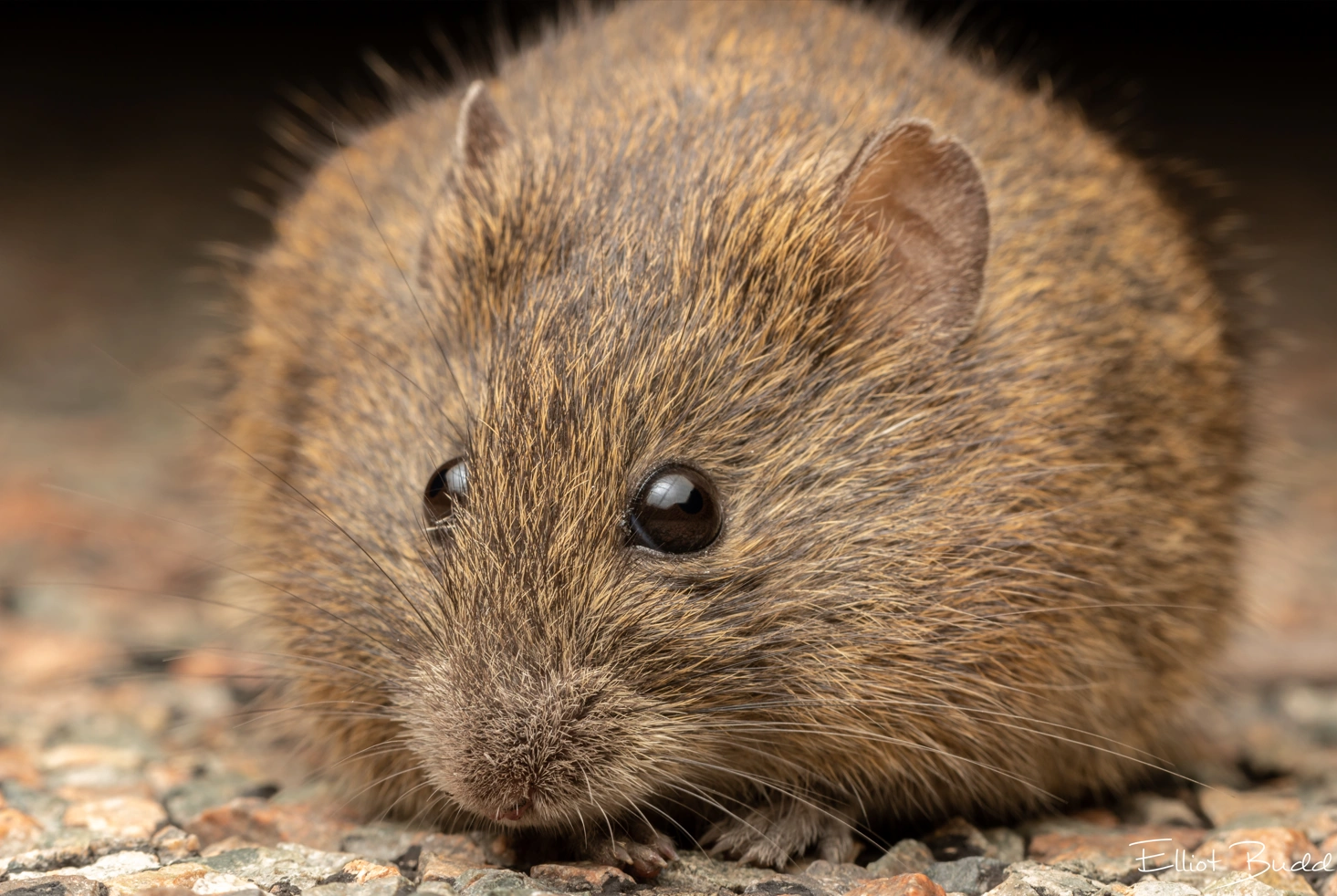 Screenshot 2025-10-21 133715.png