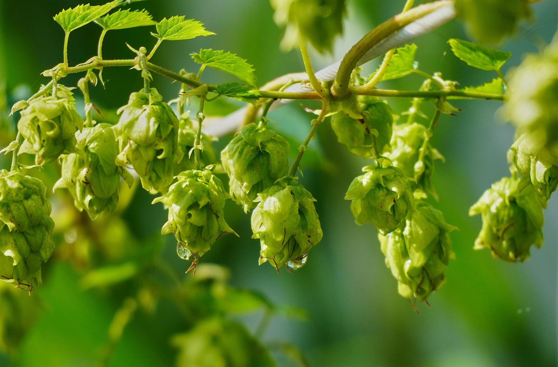 lakeblog-hop-6580443_1920.jpg