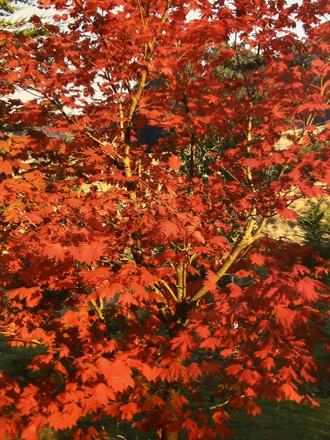 Acer Japonicum Vitifolium.jpg