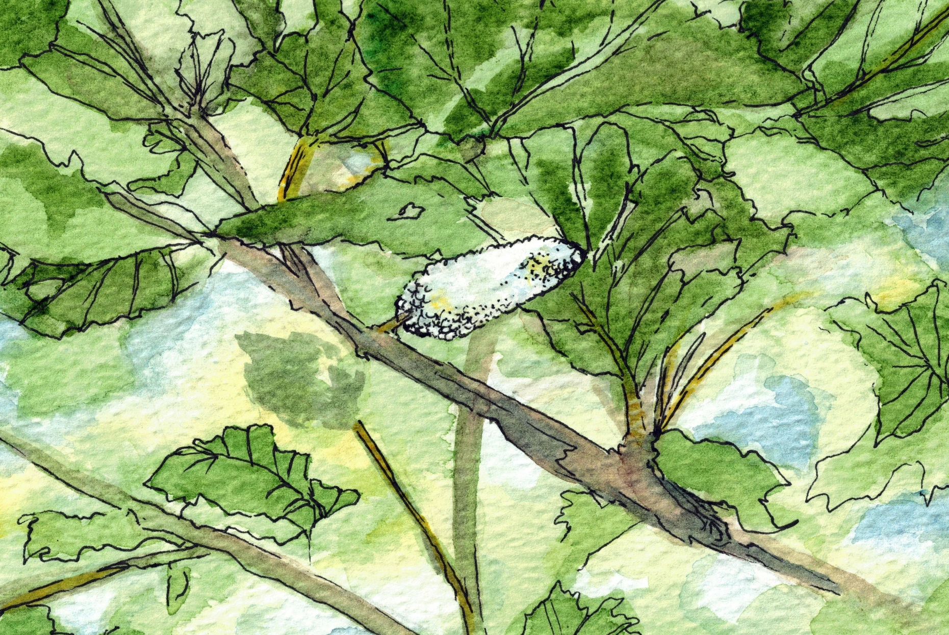 green leaves cropped.png
