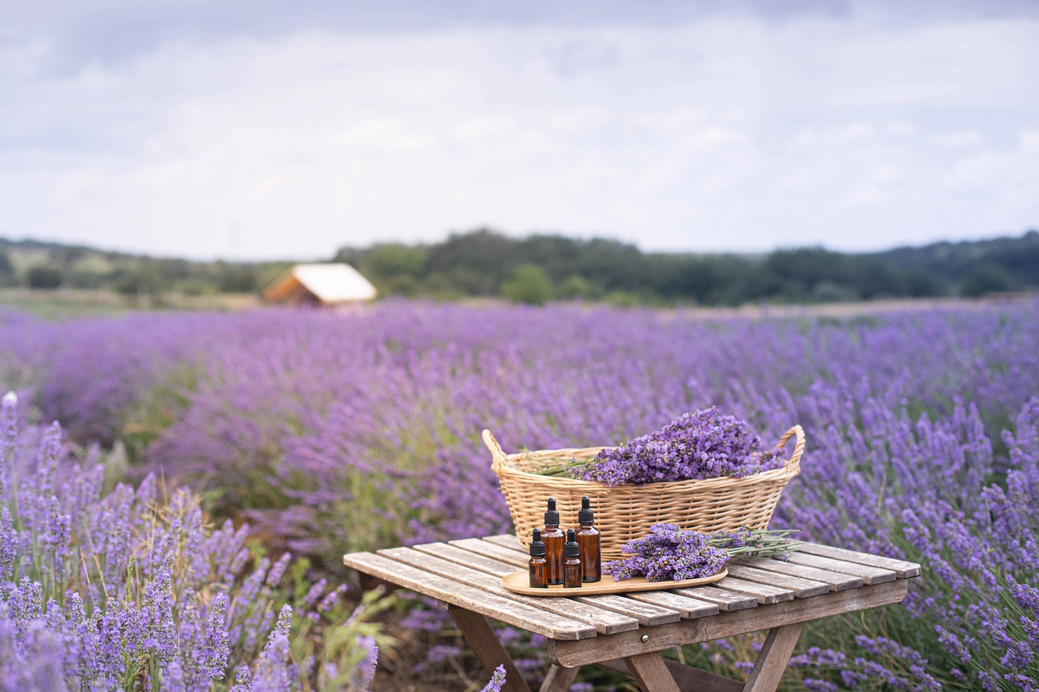 Lavender Oils in Field.jpg