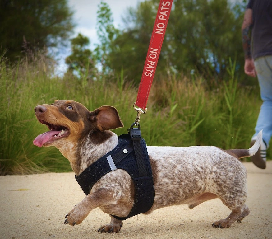 dogs and people 155.jpg