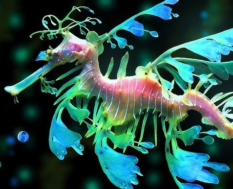 LeafySeaDragon2.jpg