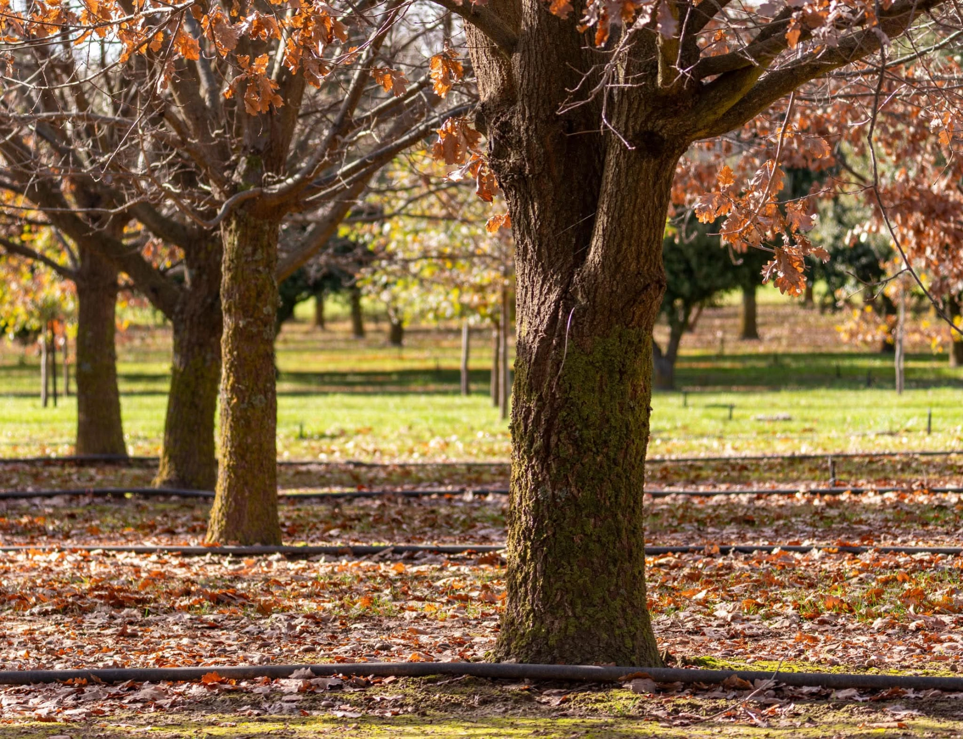 oak tree 3.jpg