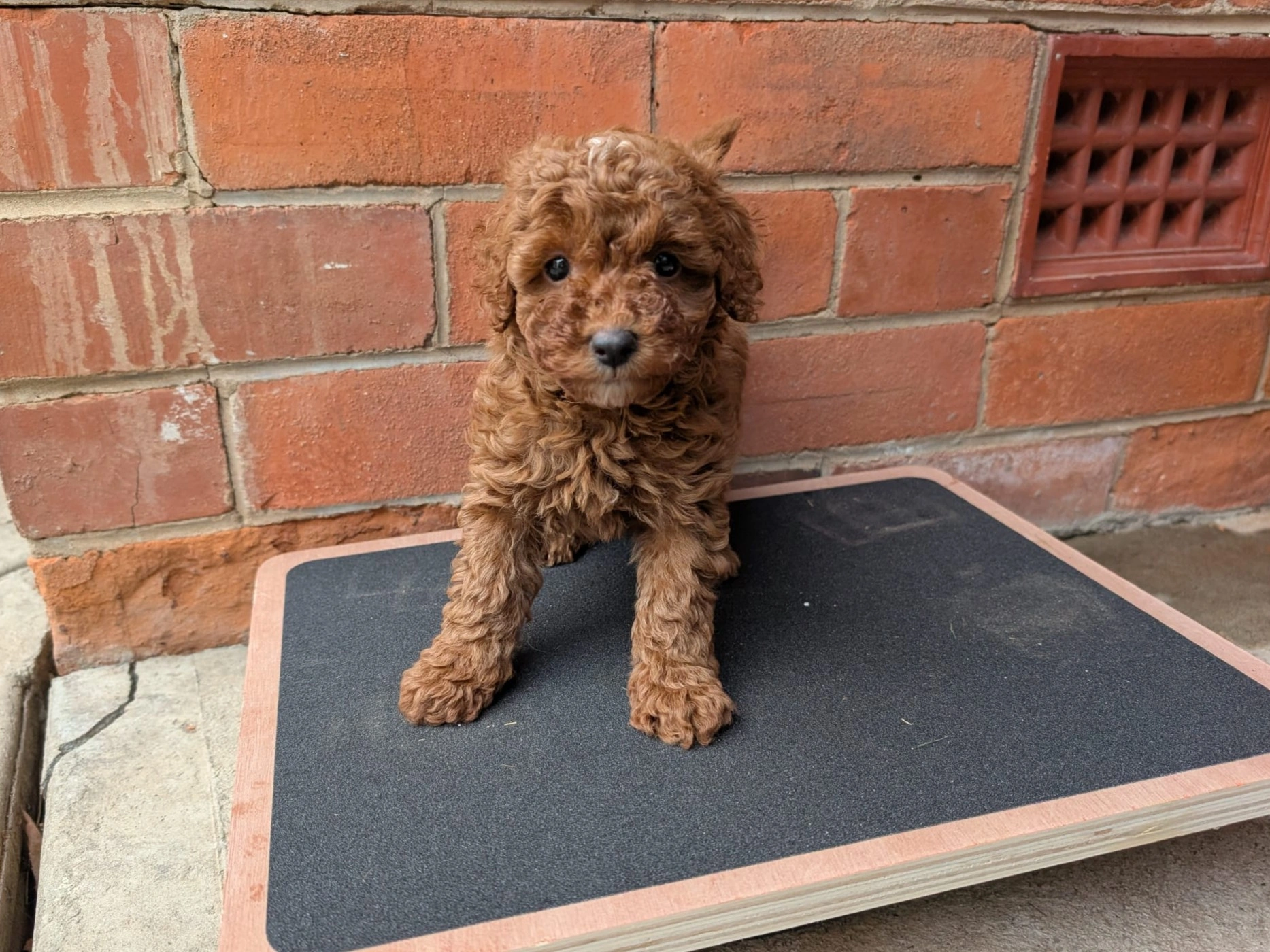 6 weeks 2026-04-01 - 2.jpeg