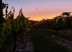 grape vines.jpg