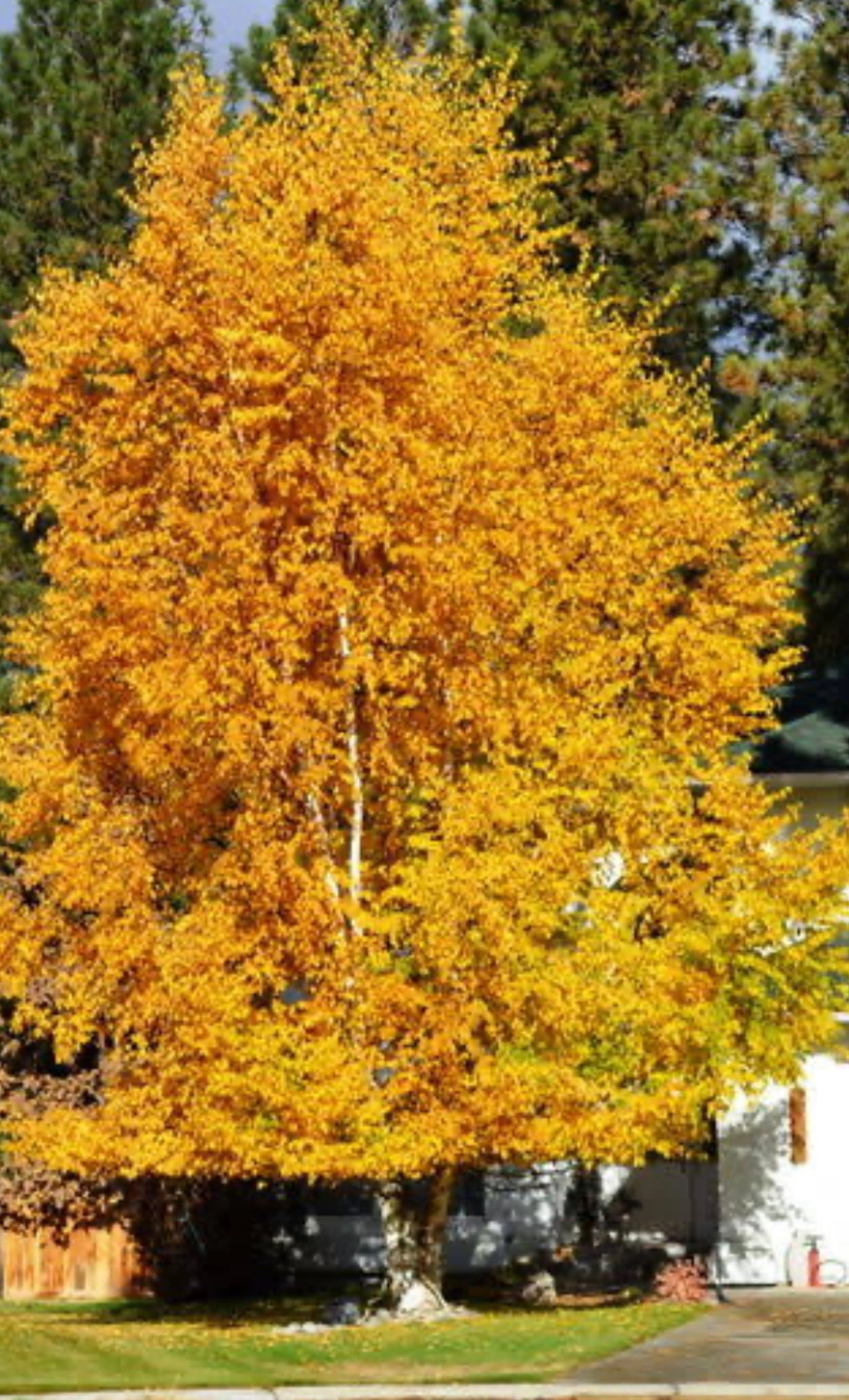 Canoe Birch2.jpeg