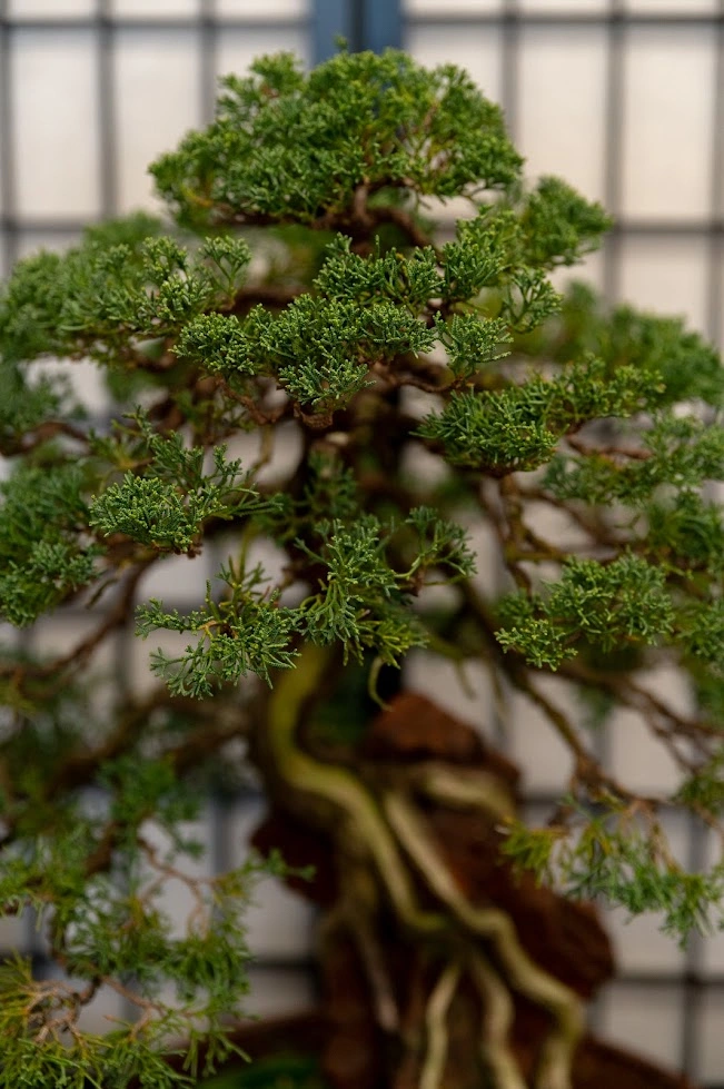 Bonsai1.JPG