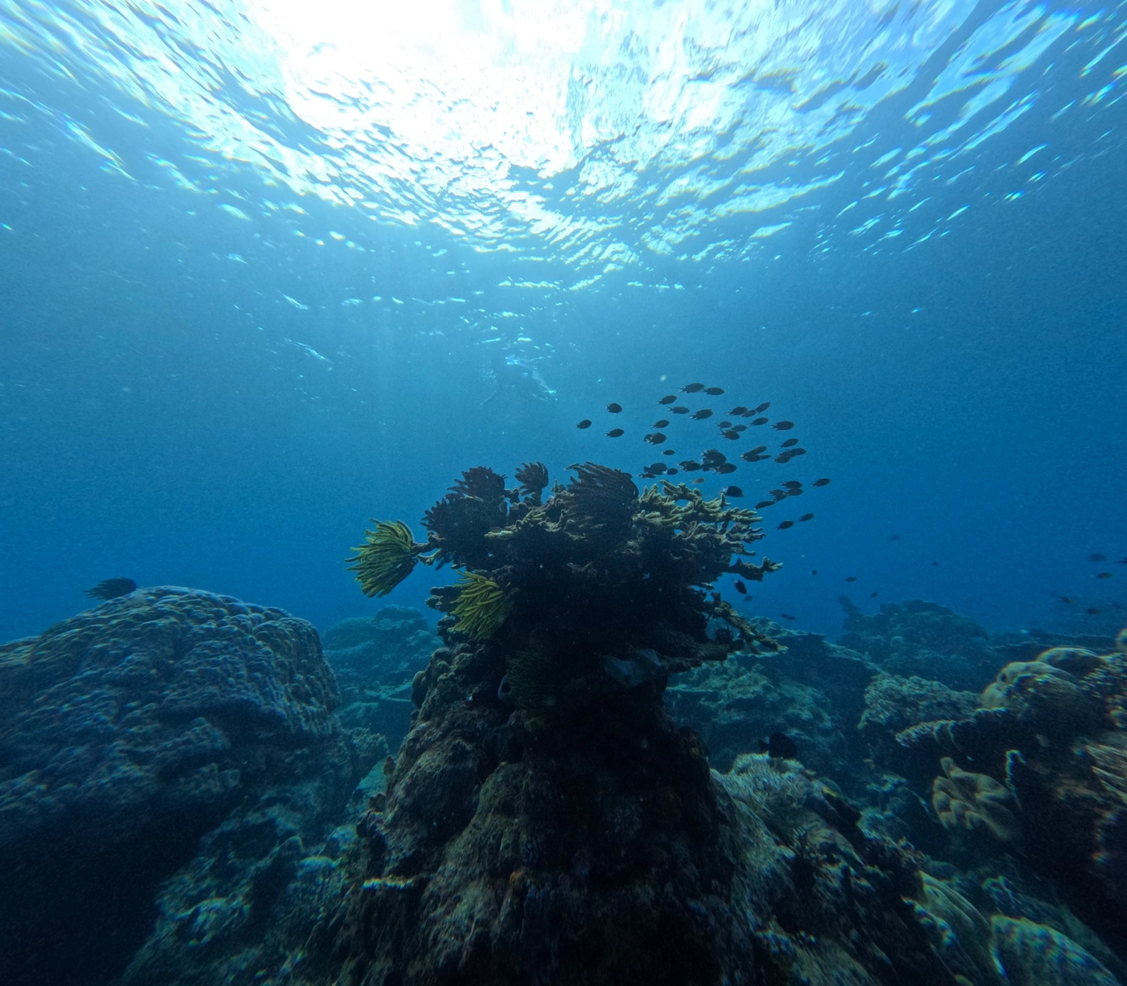 Atauro_Reef_4_77MB.jpg