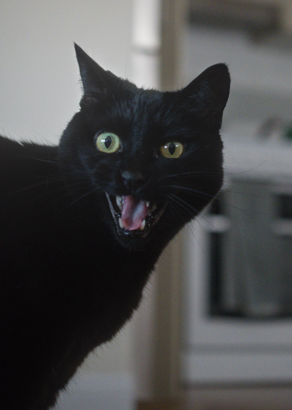 salem-2.jpg