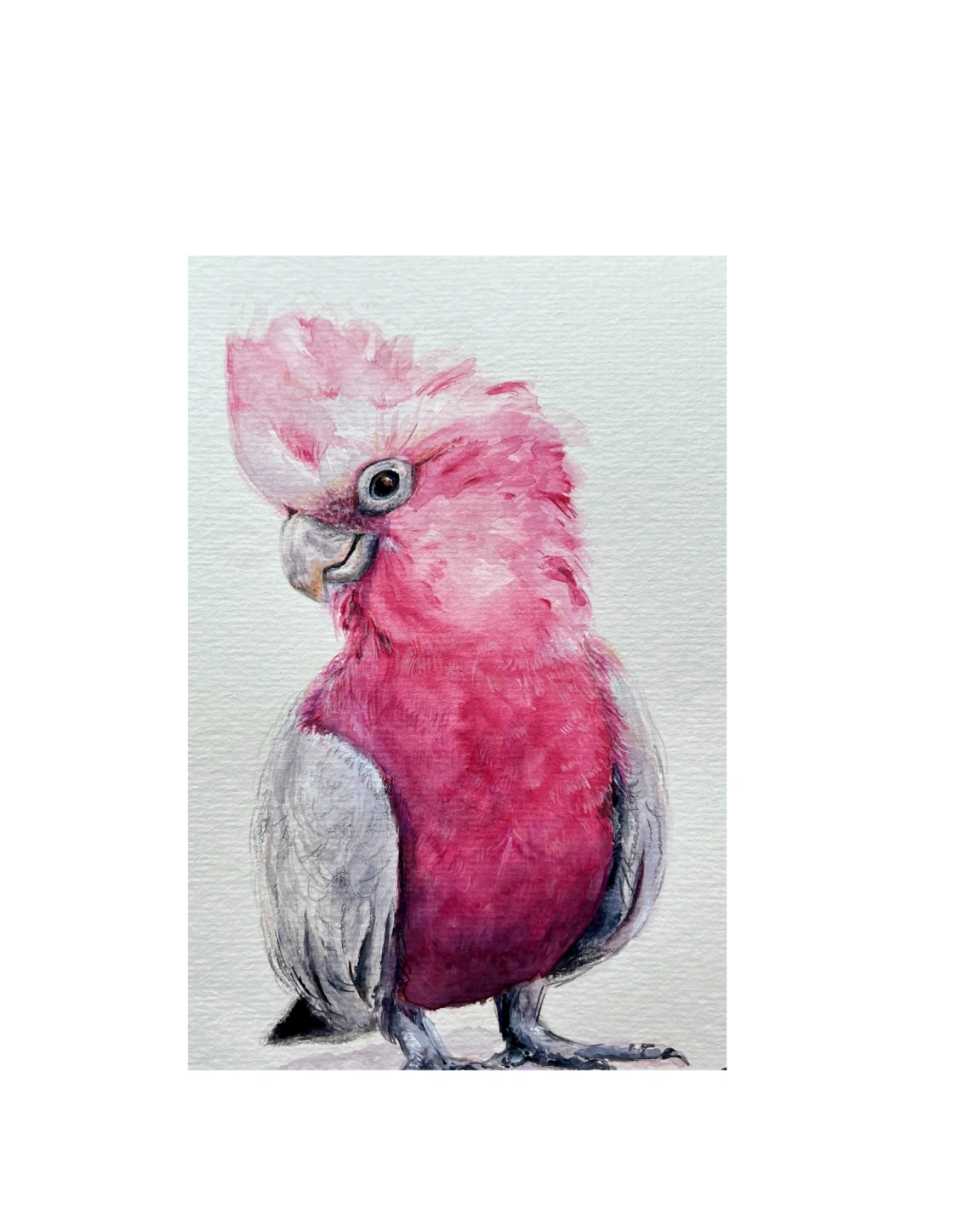 Galah.png
