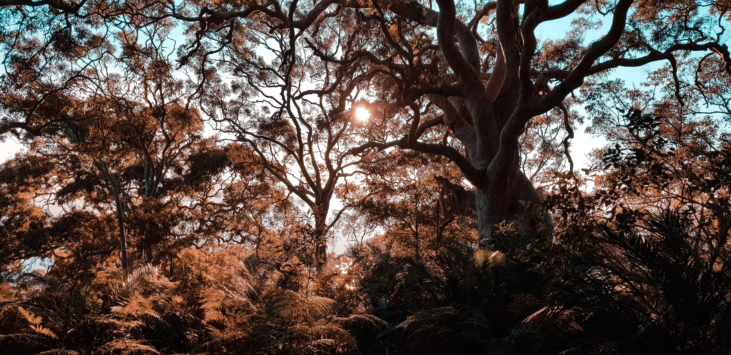 20200620_075206 sm.jpg