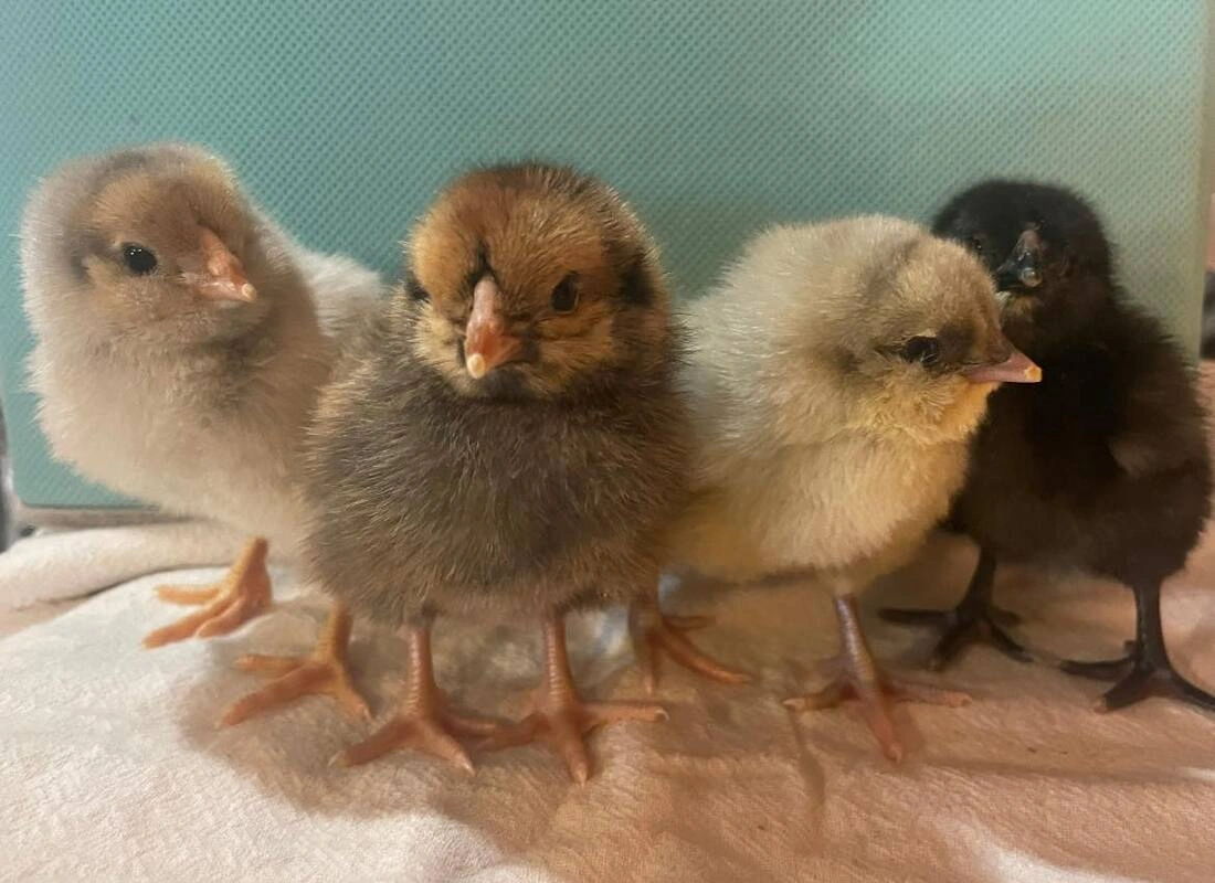 chicks.jpg