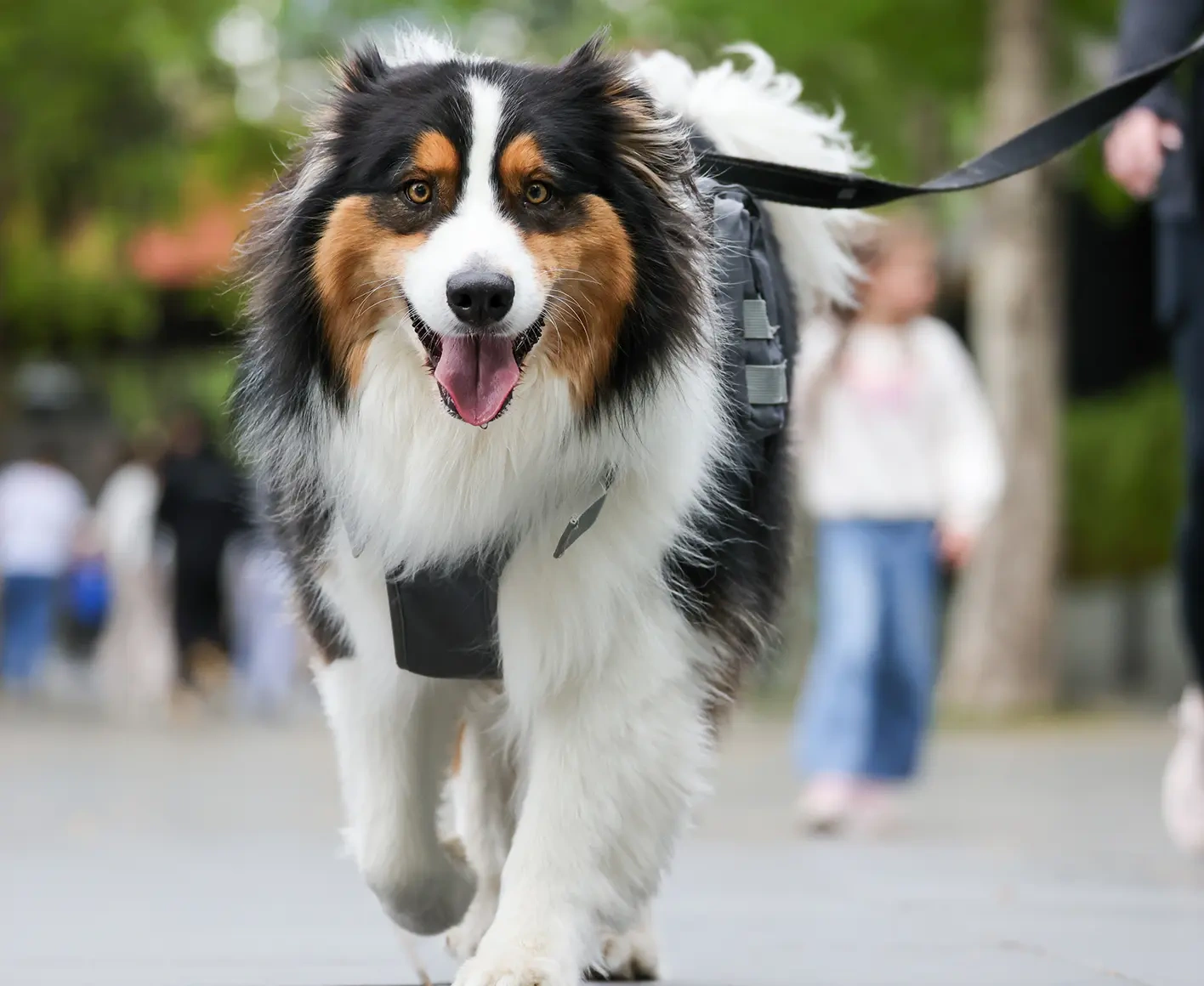 Aussie at teh walk.webp