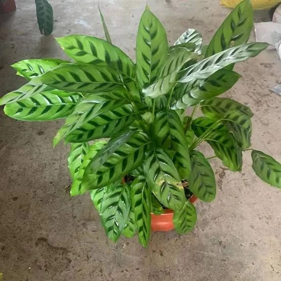 Calathea leopardina 1.jpg