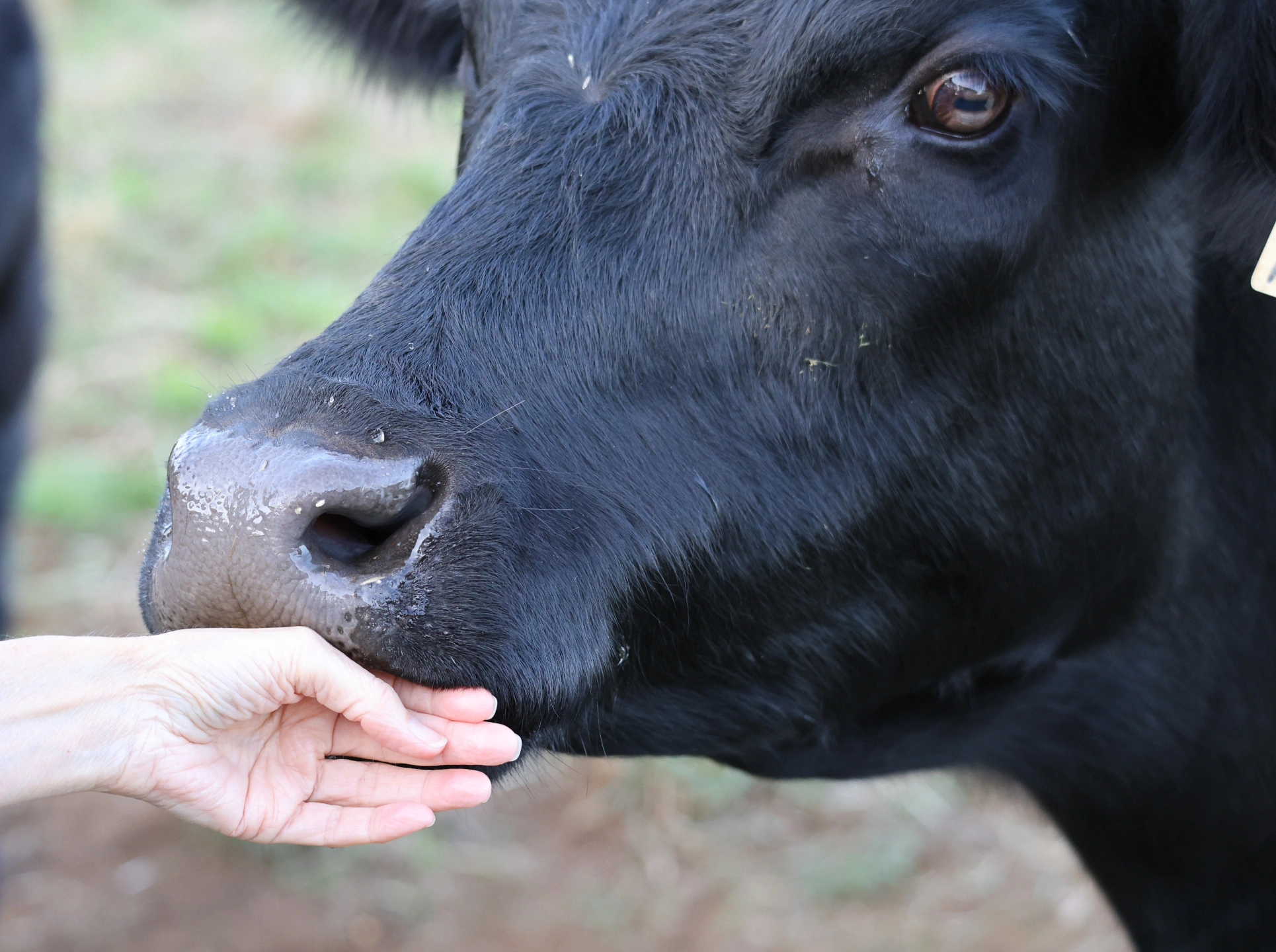 Docile cow resized.JPG