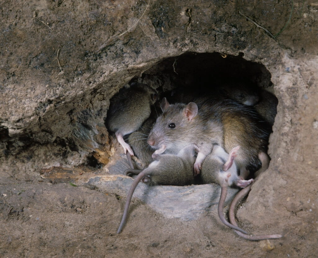 Multiple-rats-in-a-burrow-1024x832.jpeg