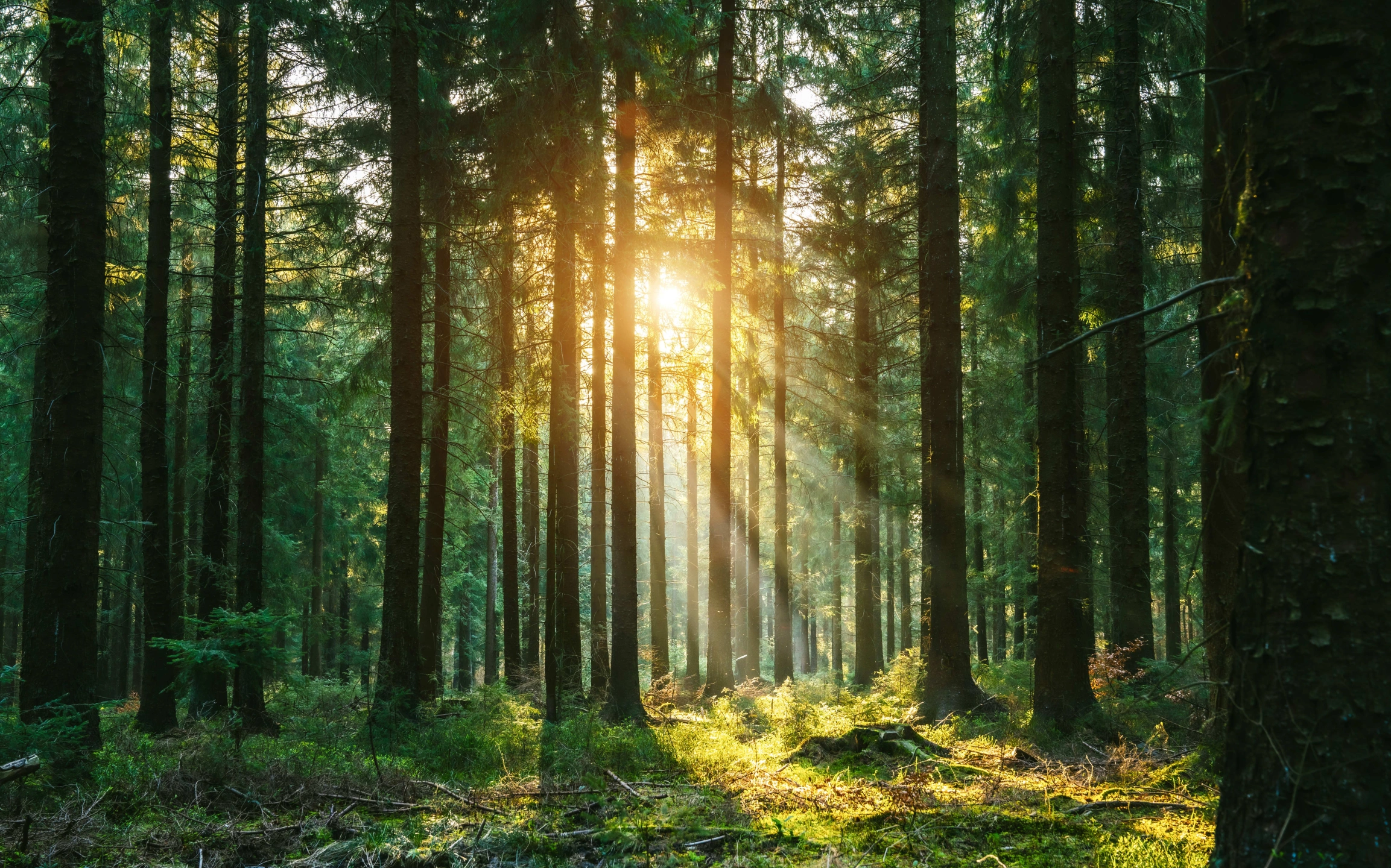 forest - resized.jpg