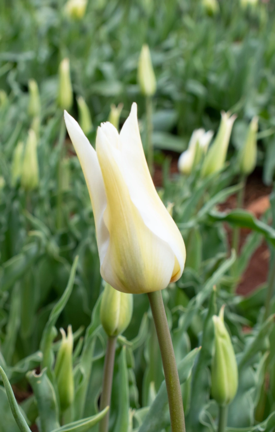 Tulips-7.webp