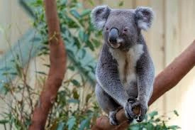 koala 4.jpeg