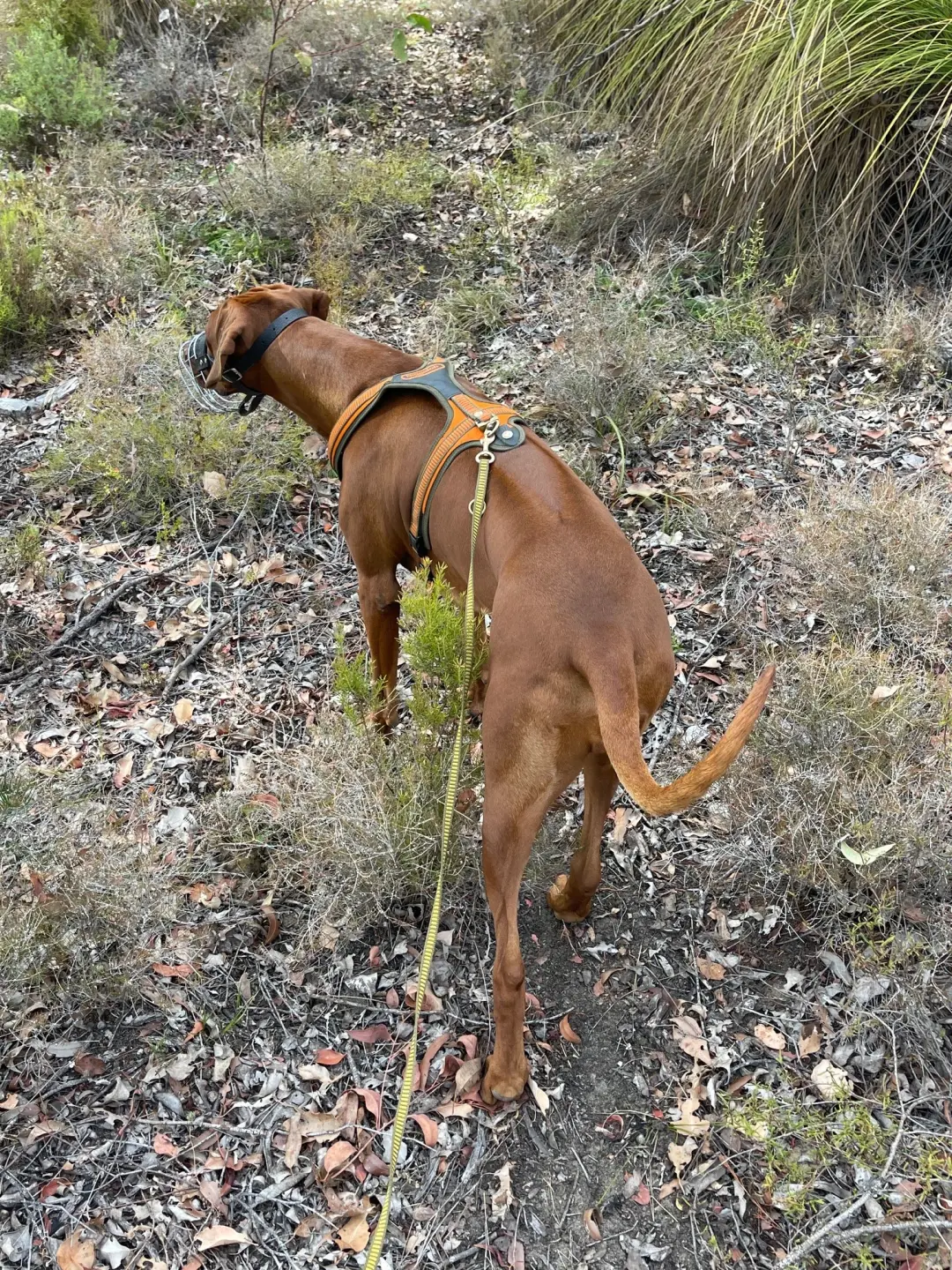 The RidgeBack Point 2.jpg