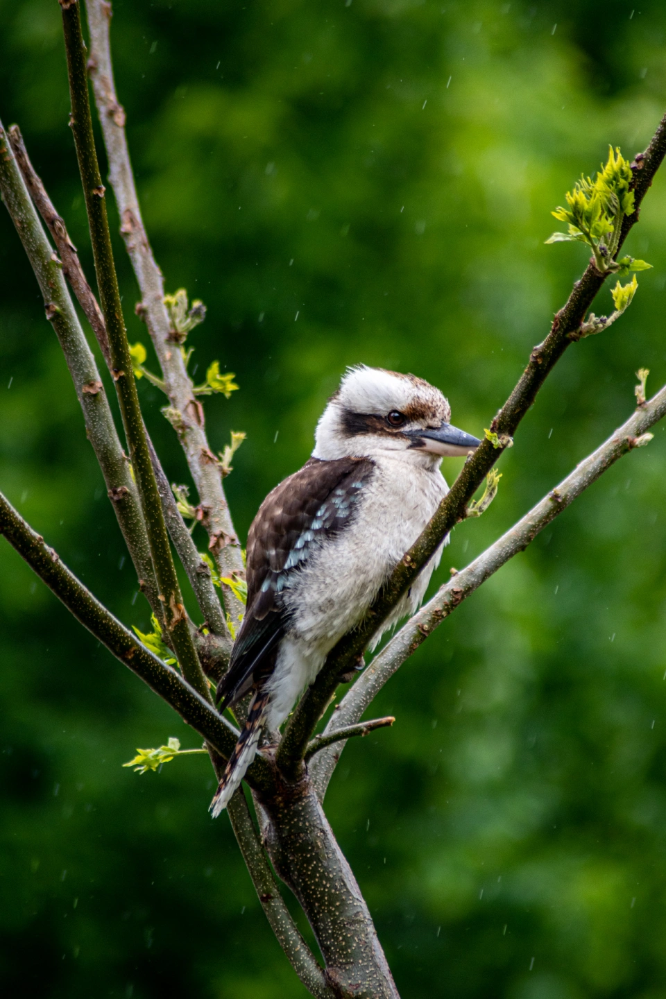 DSC_0806.jpg