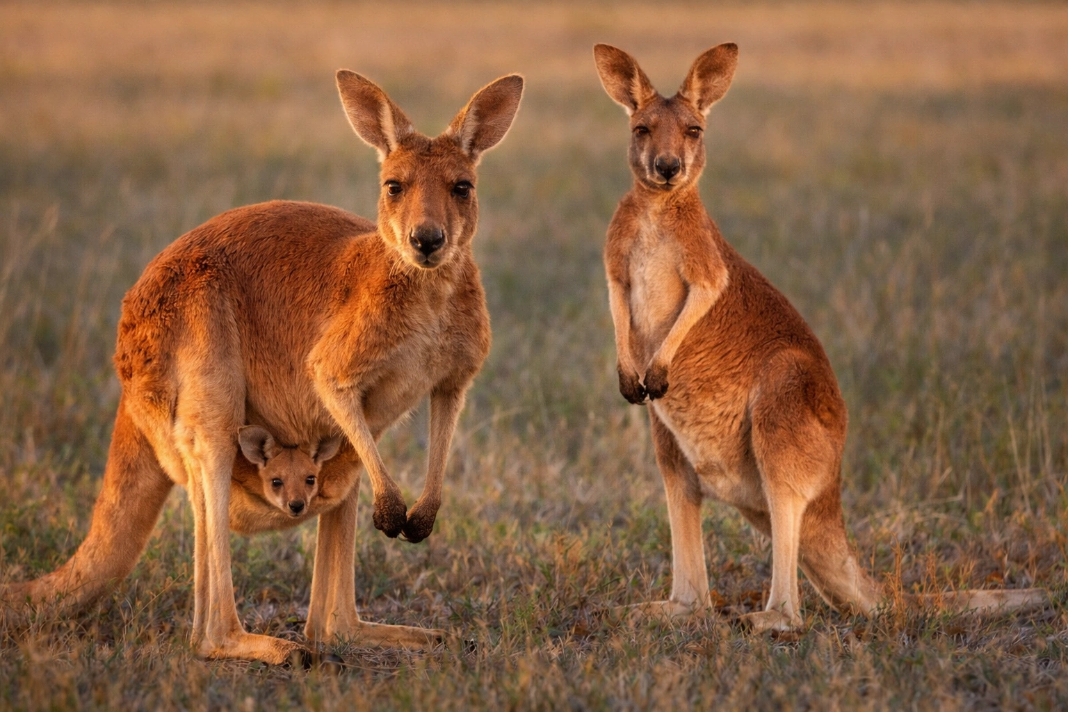 ChatGPT Image Feb 8, 2026, 08_48_22 AM.png