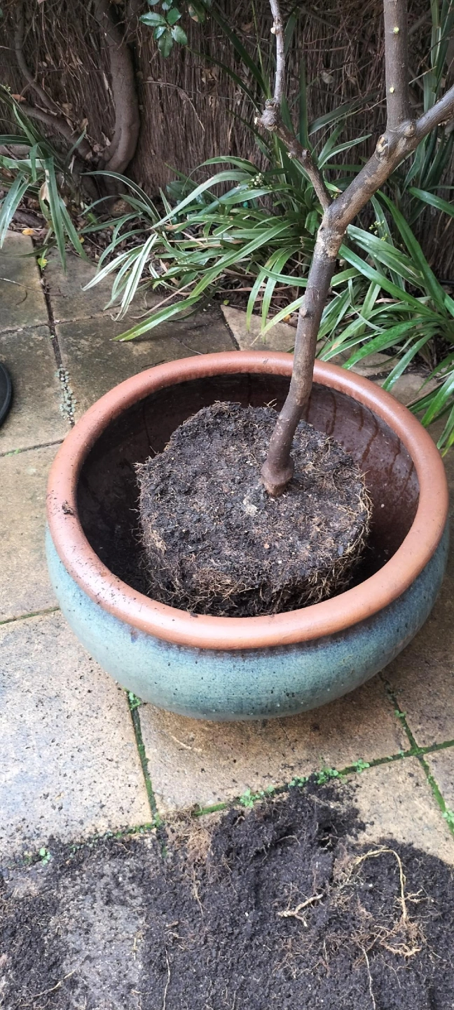 Repotting pic 3.jpg