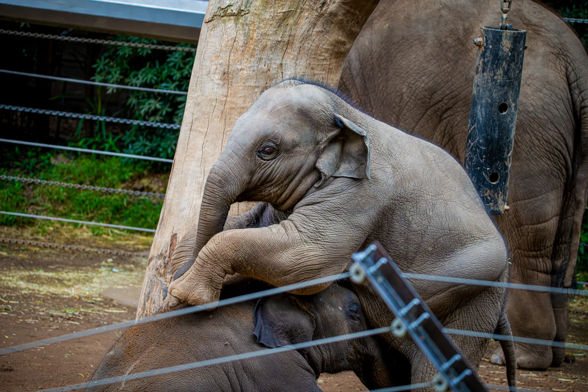 babyelephantsmall.jpg