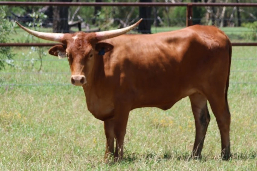 D 7 SPUR SHANIA V8.jpg