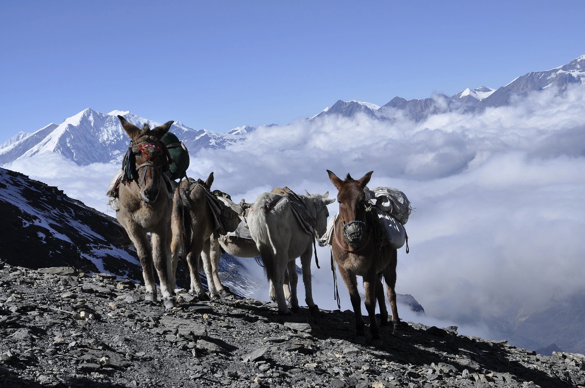donkey-4014039_1920.jpg