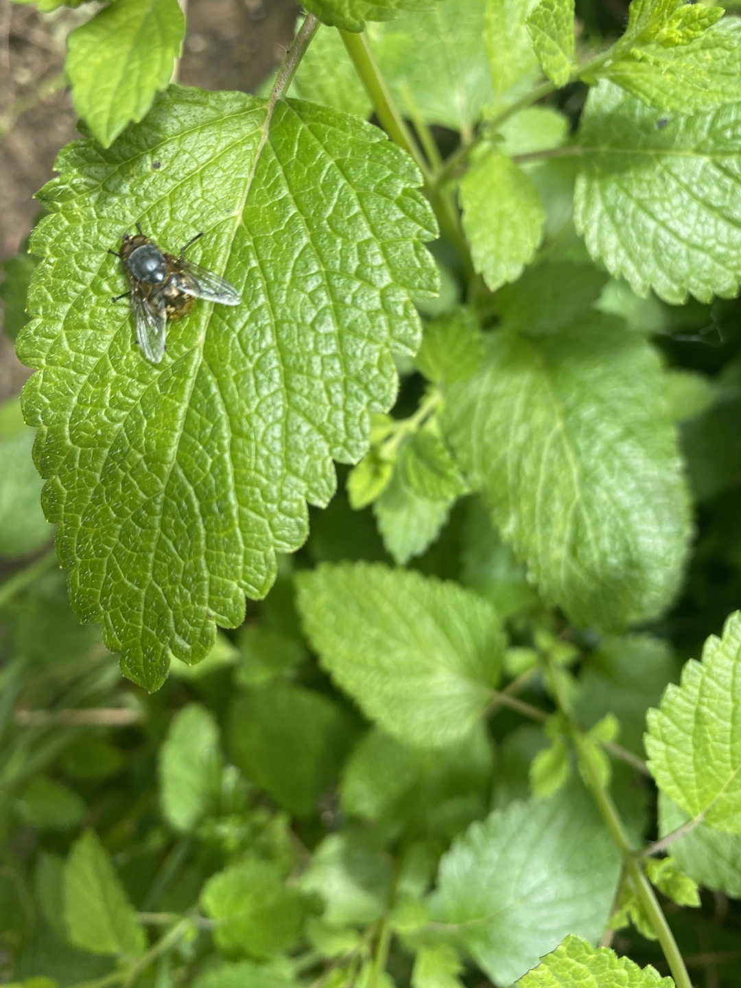 Lemon Balm Golden Blowfly.jpg