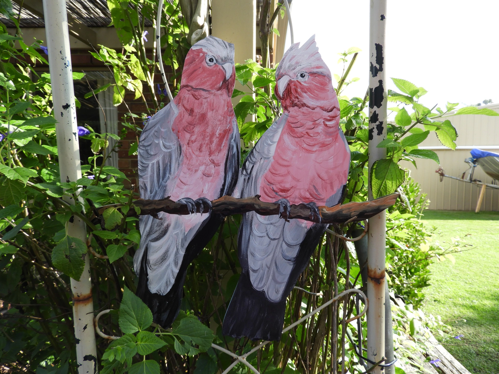 Two Galahs.jpeg