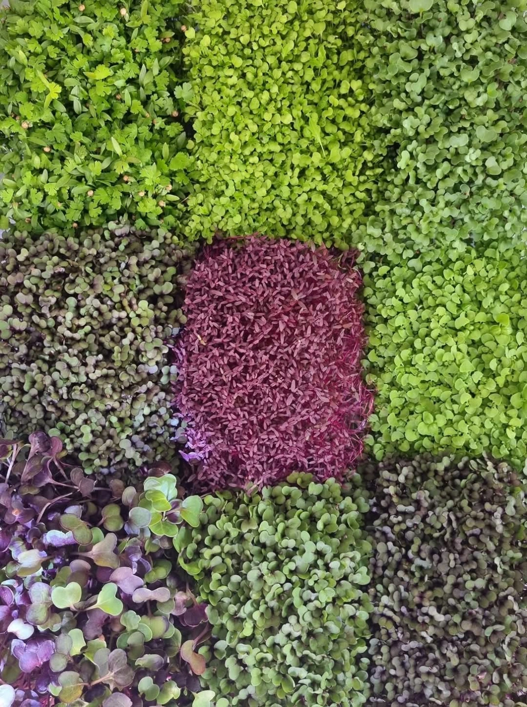 GREENS.jpg