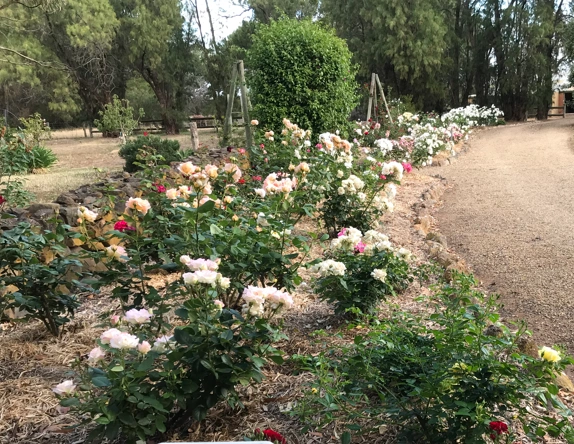Roses05.png