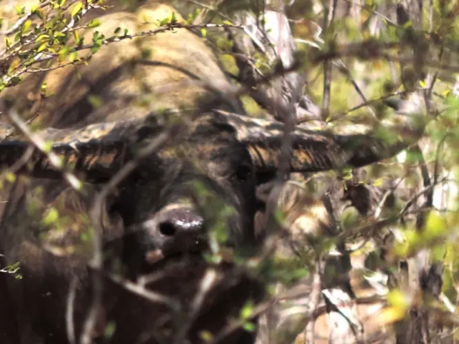 Ian Habitat Wise Group - I see you Riverine Buff.JPG