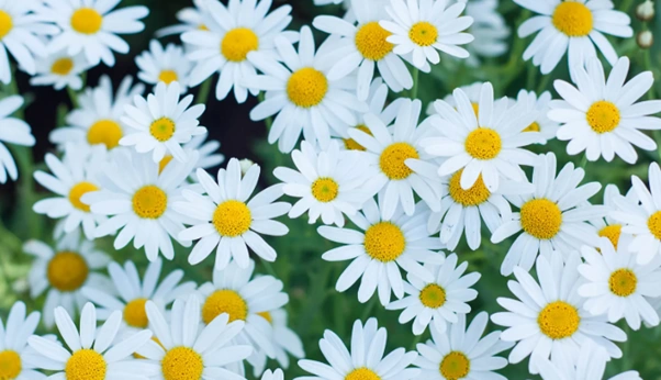 daisies.png