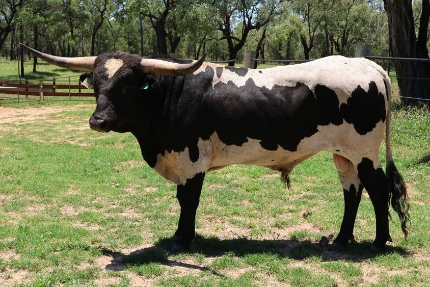 MC LONE STAR  U10  (AI).jpg